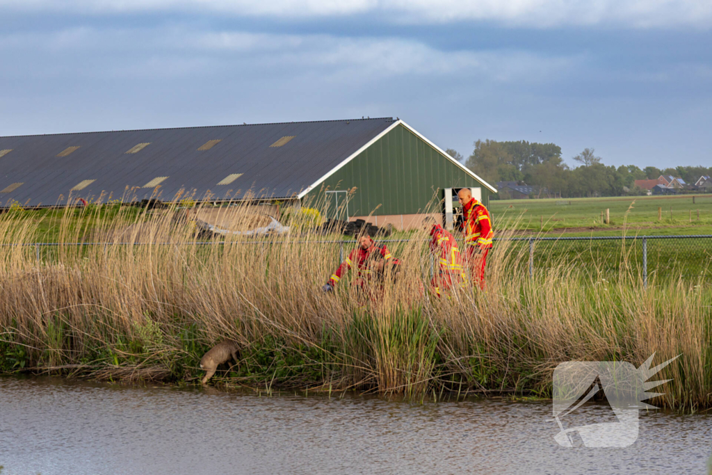 Brandweer ingezet voor hond te water
