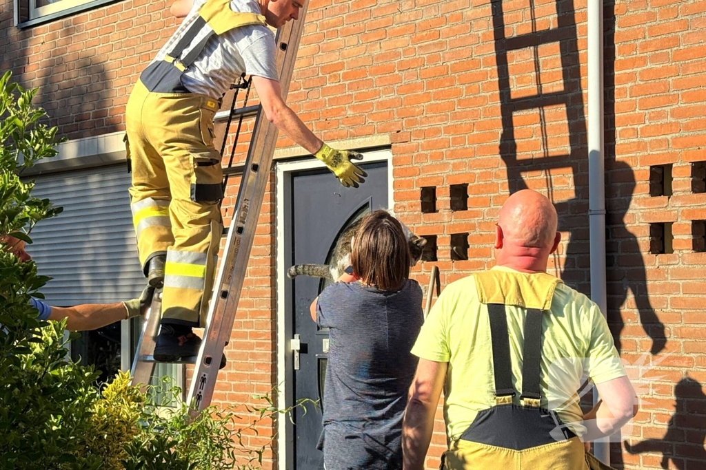 Kat kruipt onder dakpannen, brandweer bevrijdt kat