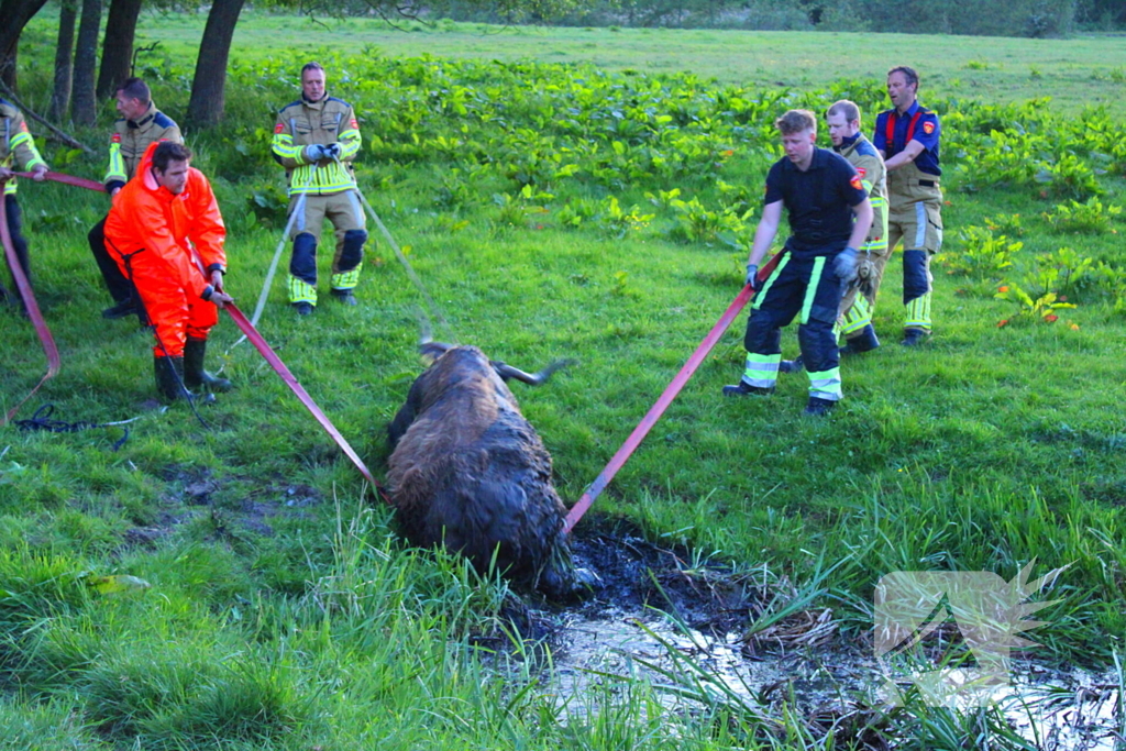 Brandweer redt uit uitgeputte Schotse Hooglander uit sloot