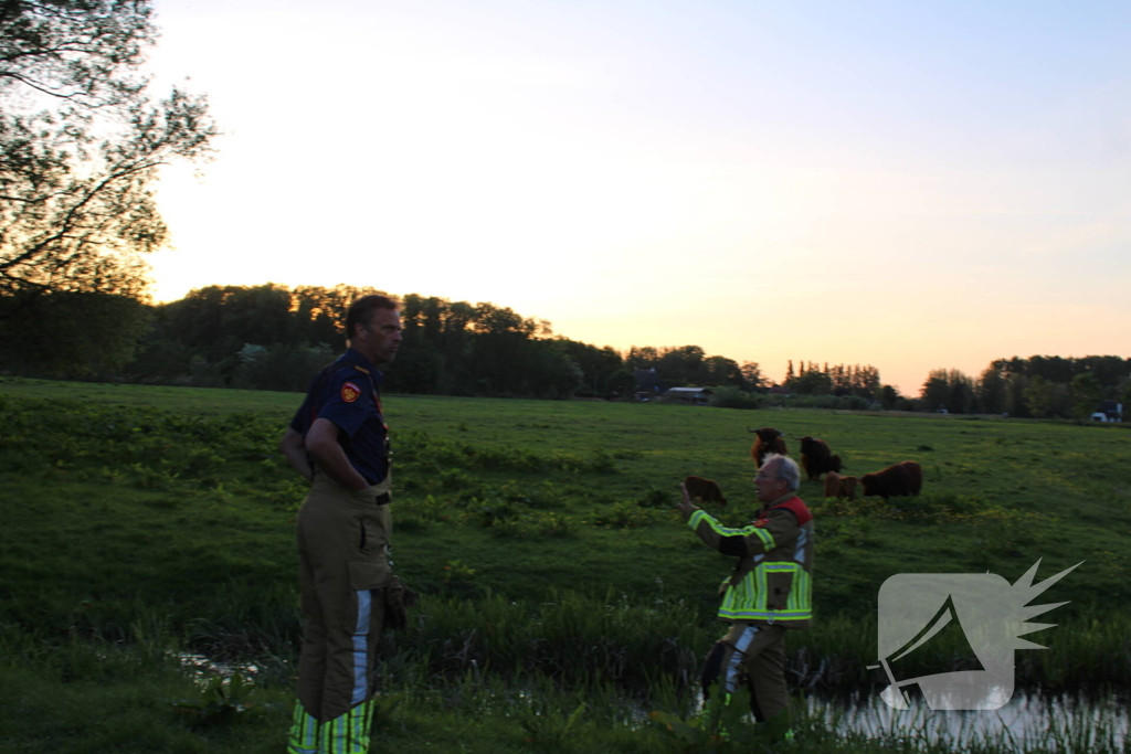 Brandweer redt uit uitgeputte Schotse Hooglander uit sloot