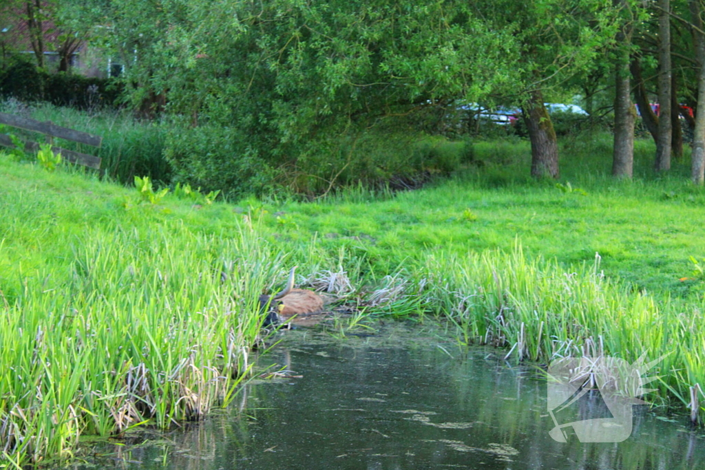 Brandweer redt uit uitgeputte Schotse Hooglander uit sloot