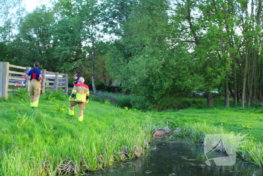 Brandweer redt uit uitgeputte Schotse Hooglander uit sloot