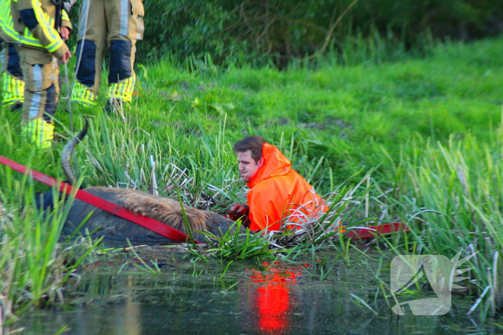 Brandweer redt uit uitgeputte Schotse Hooglander uit sloot