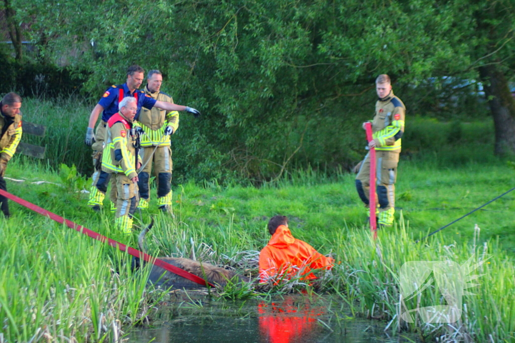 Brandweer redt uit uitgeputte Schotse Hooglander uit sloot