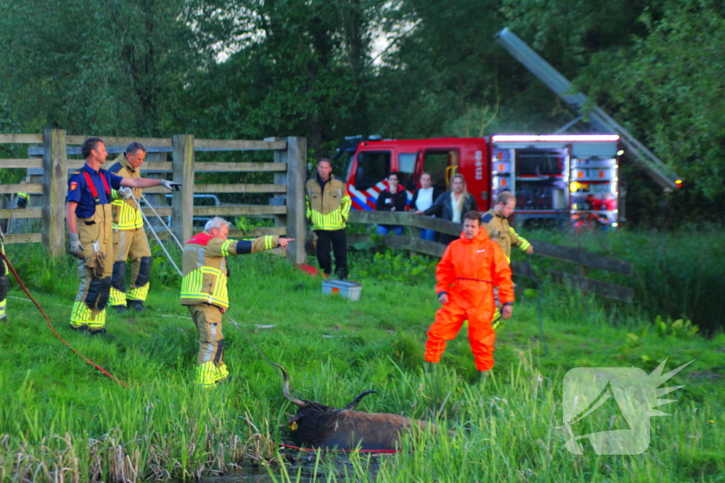 Brandweer redt uit uitgeputte Schotse Hooglander uit sloot
