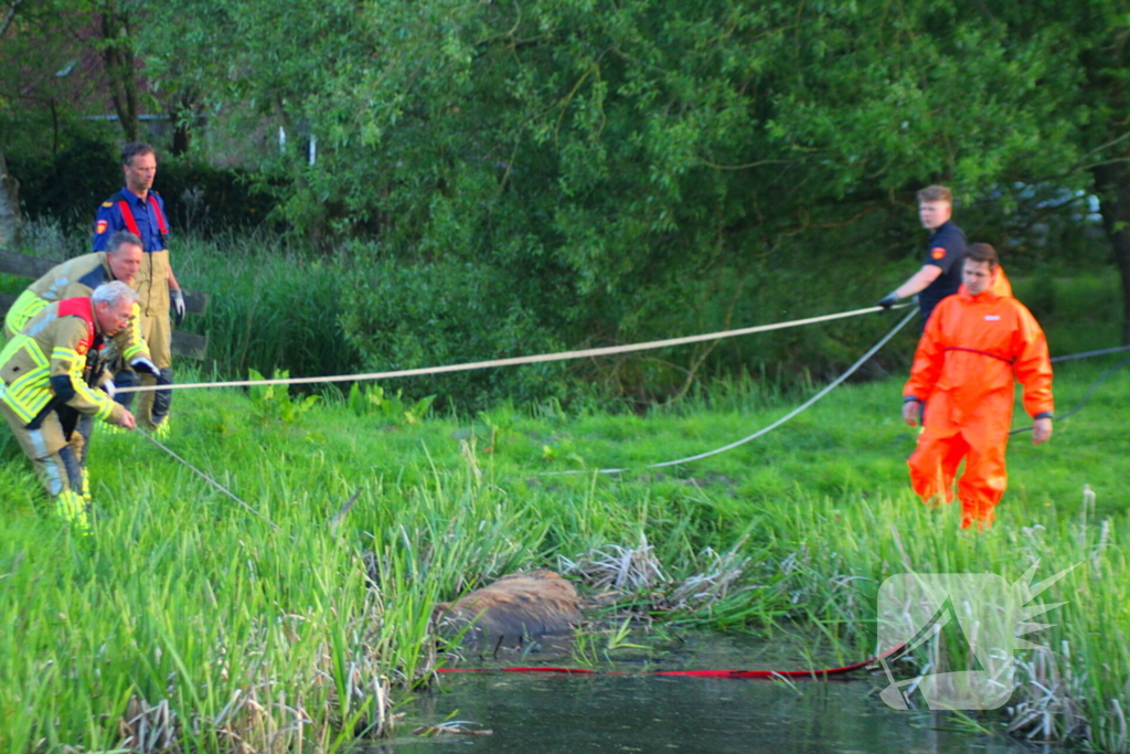 Brandweer redt uit uitgeputte Schotse Hooglander uit sloot