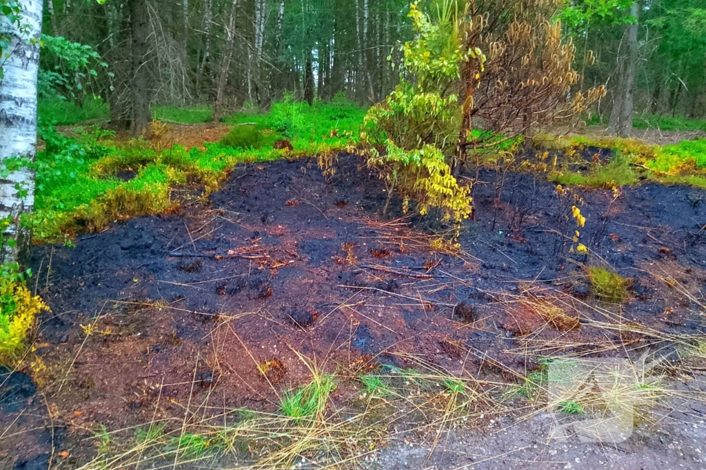 Brand in bosgebied door brandweer geblust