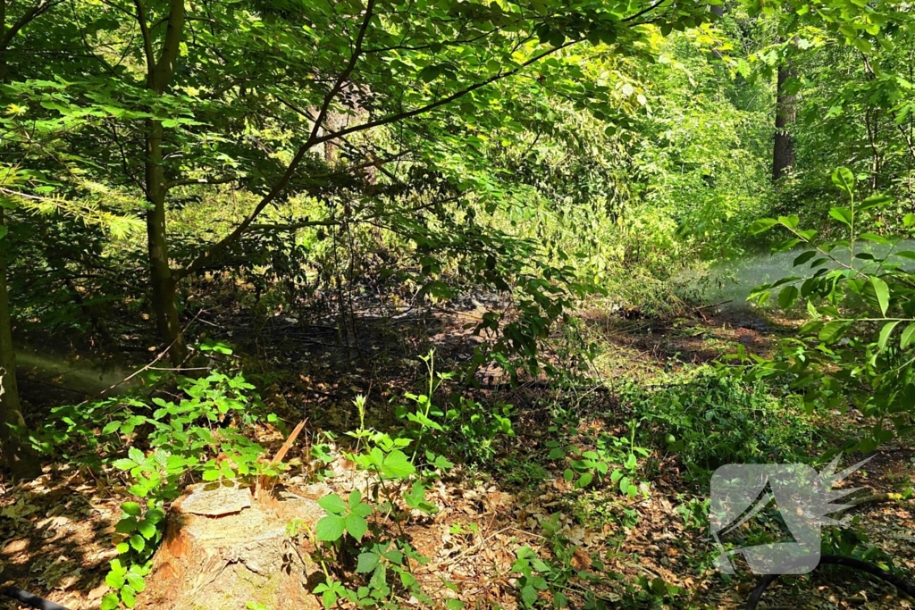 Grote brandweerinzet bij bosbrand