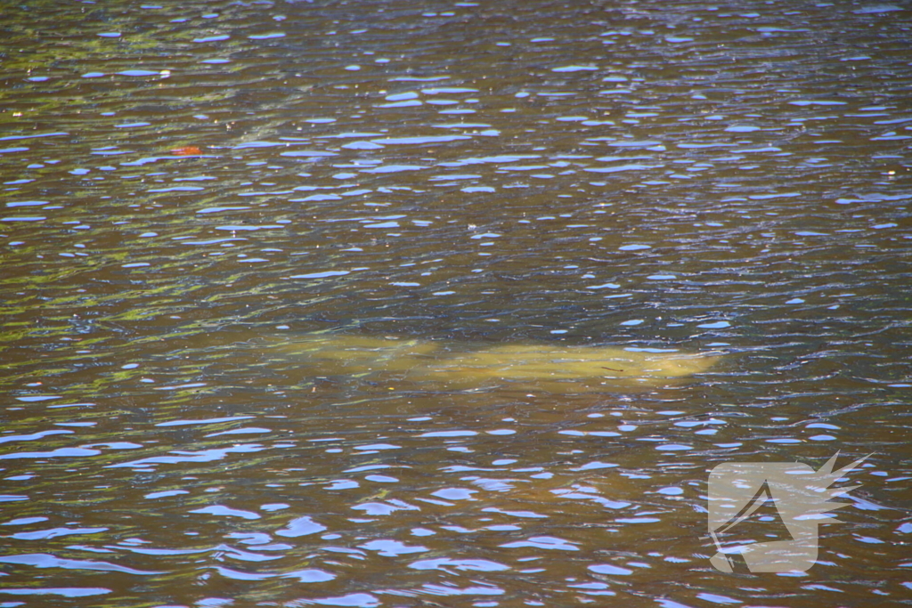 Auto met boot te water bij trailerhelling