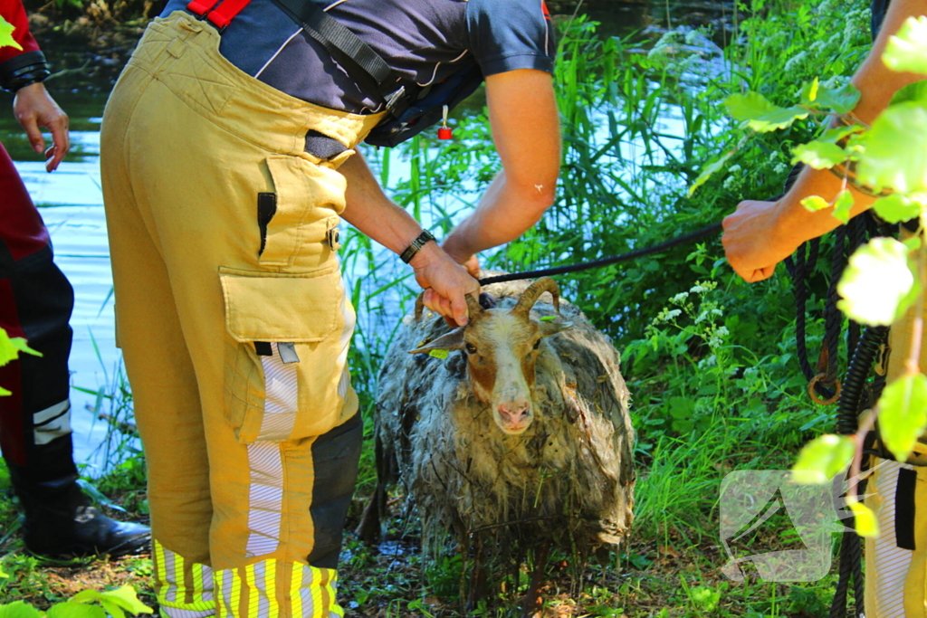 Bok belandt in het water na hondaanval