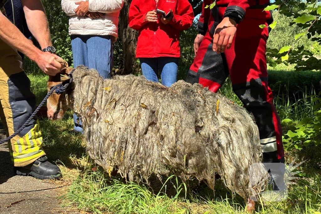 Bok belandt in het water na hondaanval