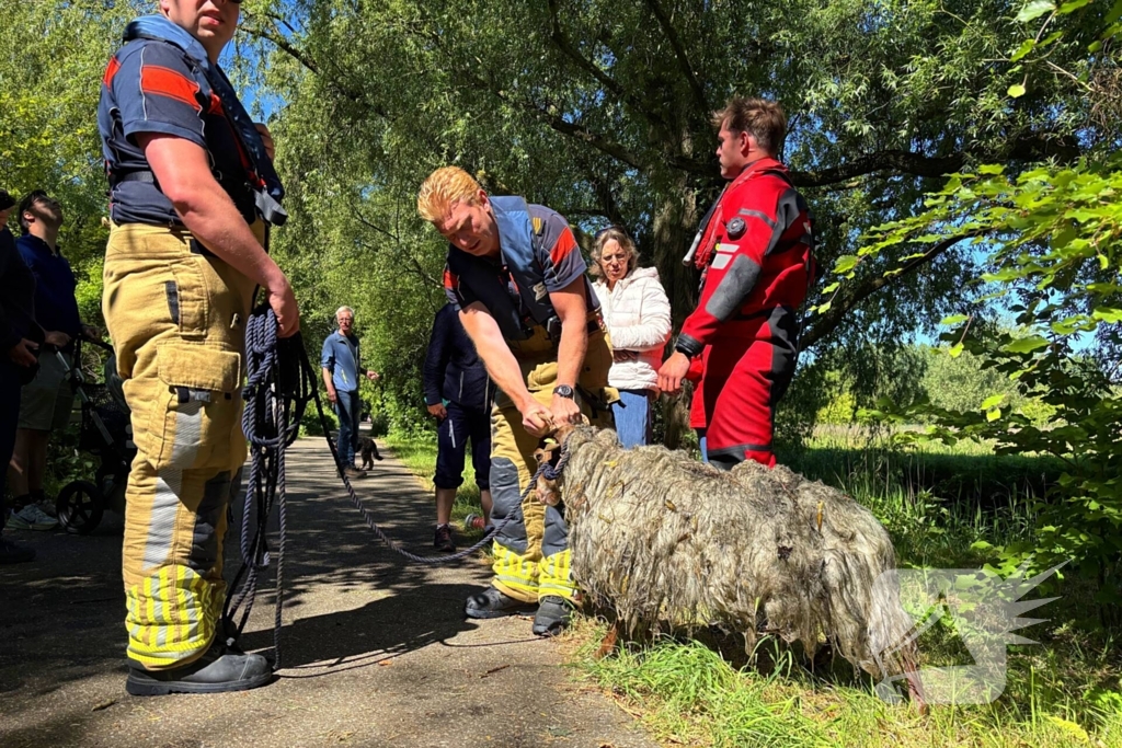 Bok belandt in het water na hondaanval
