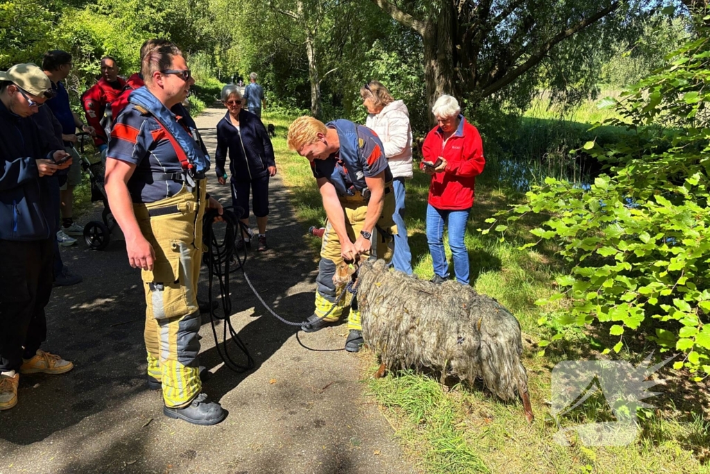 Bok belandt in het water na hondaanval
