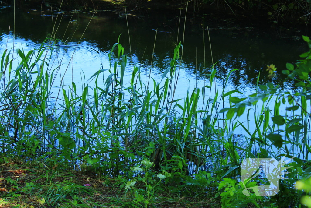 Bok belandt in het water na hondaanval