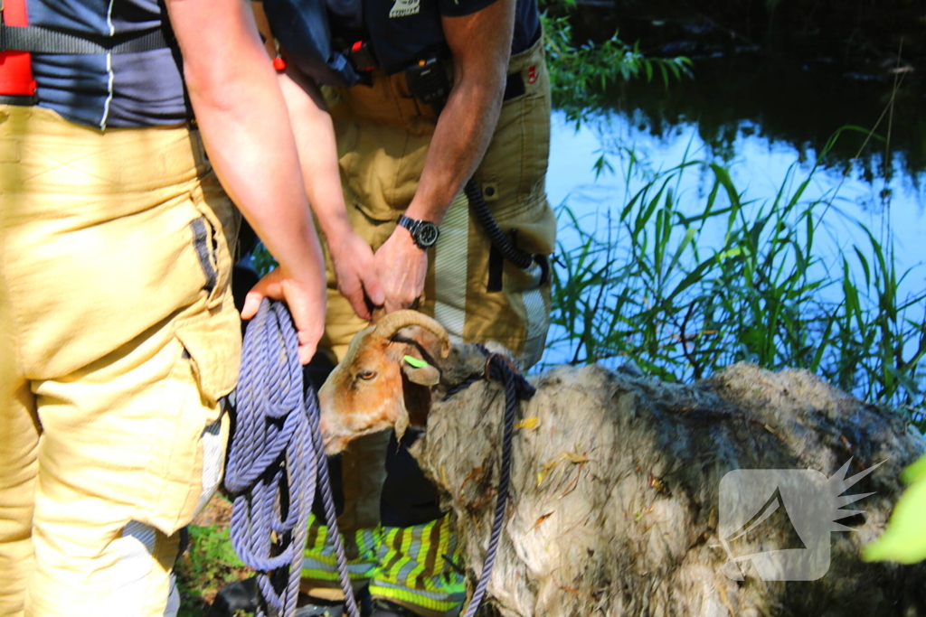 Bok belandt in het water na hondaanval