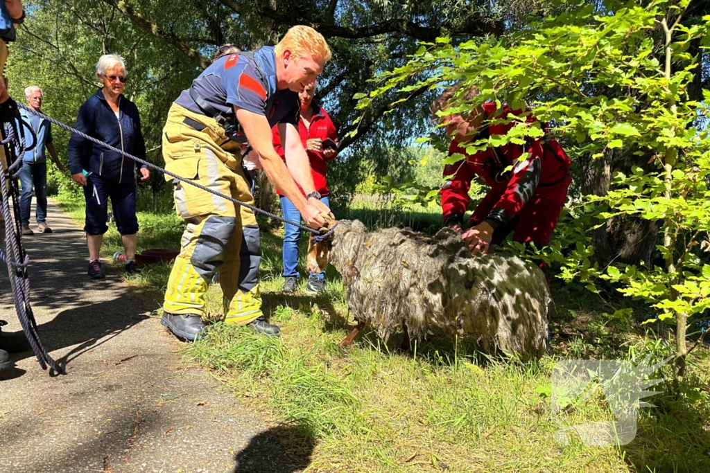 Bok belandt in het water na hondaanval