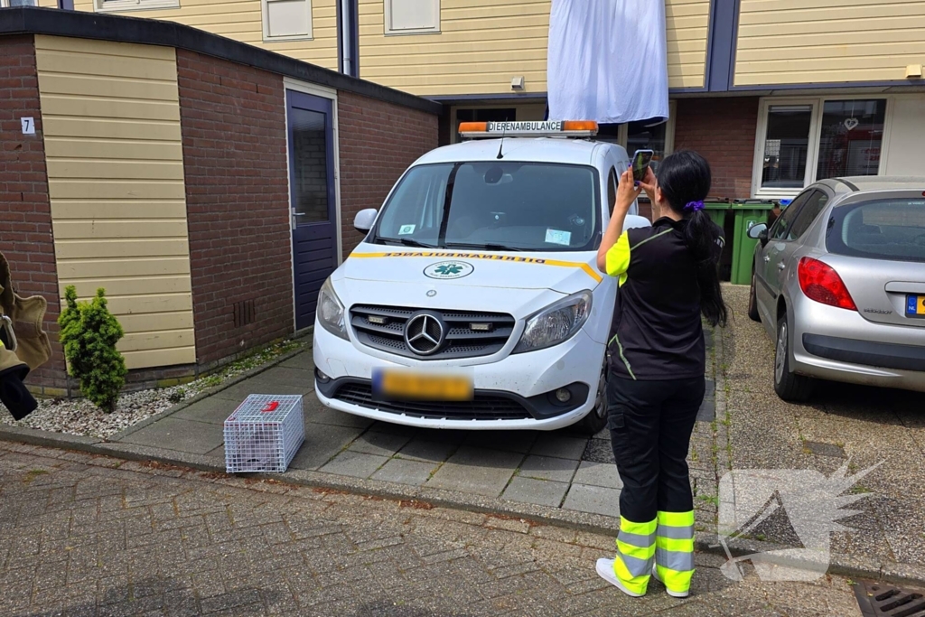 Brandweer redt kat na sprongetje van dak