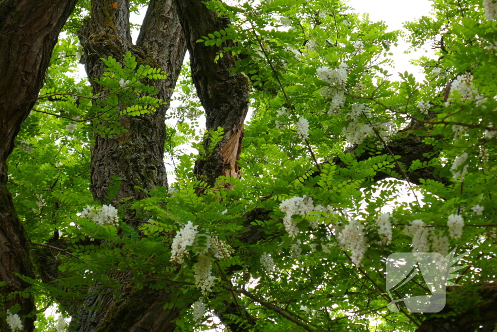 Onveilige situatie door afbrekende tak