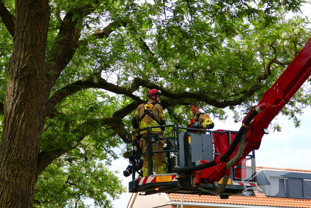 Onveilige situatie door afbrekende tak