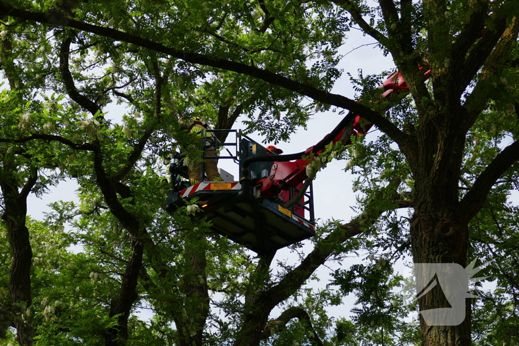 Onveilige situatie door afbrekende tak
