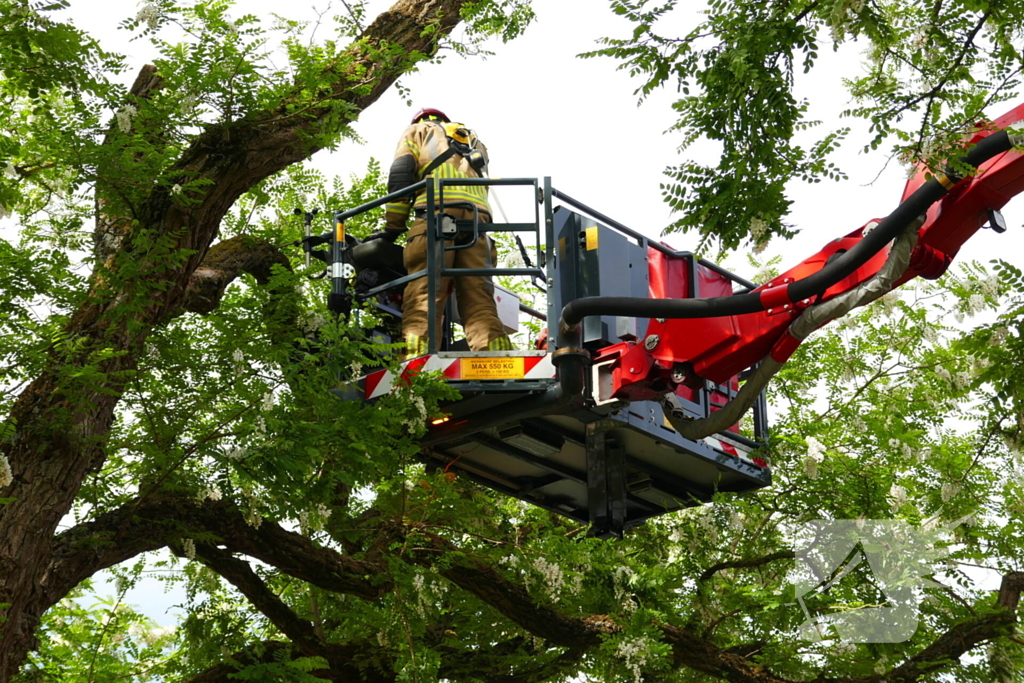 Onveilige situatie door afbrekende tak