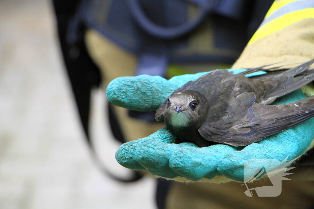 Zwaluw gered door brandweer