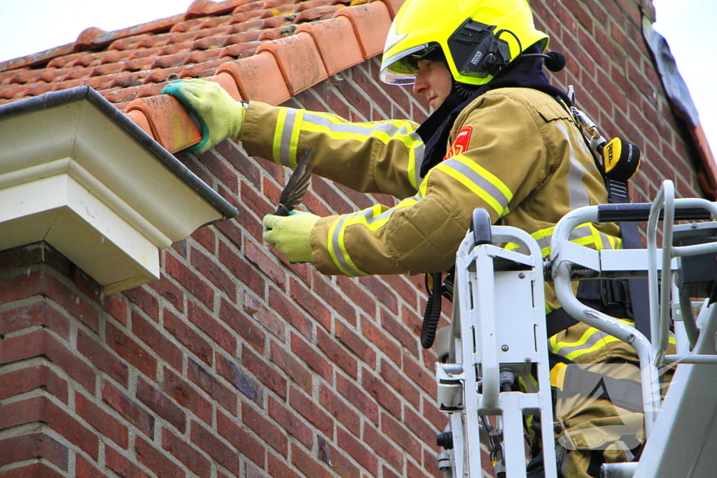 Zwaluw gered door brandweer