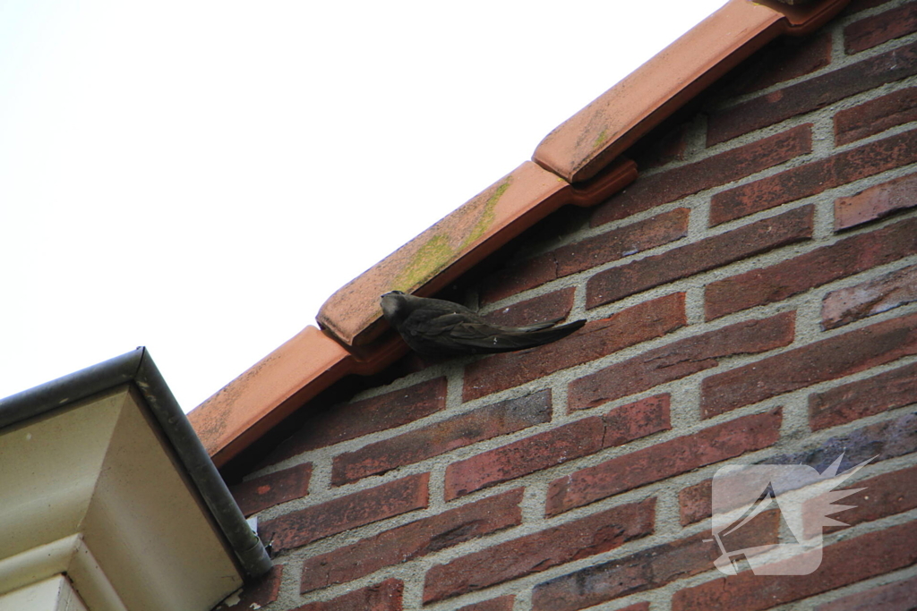 Zwaluw gered door brandweer