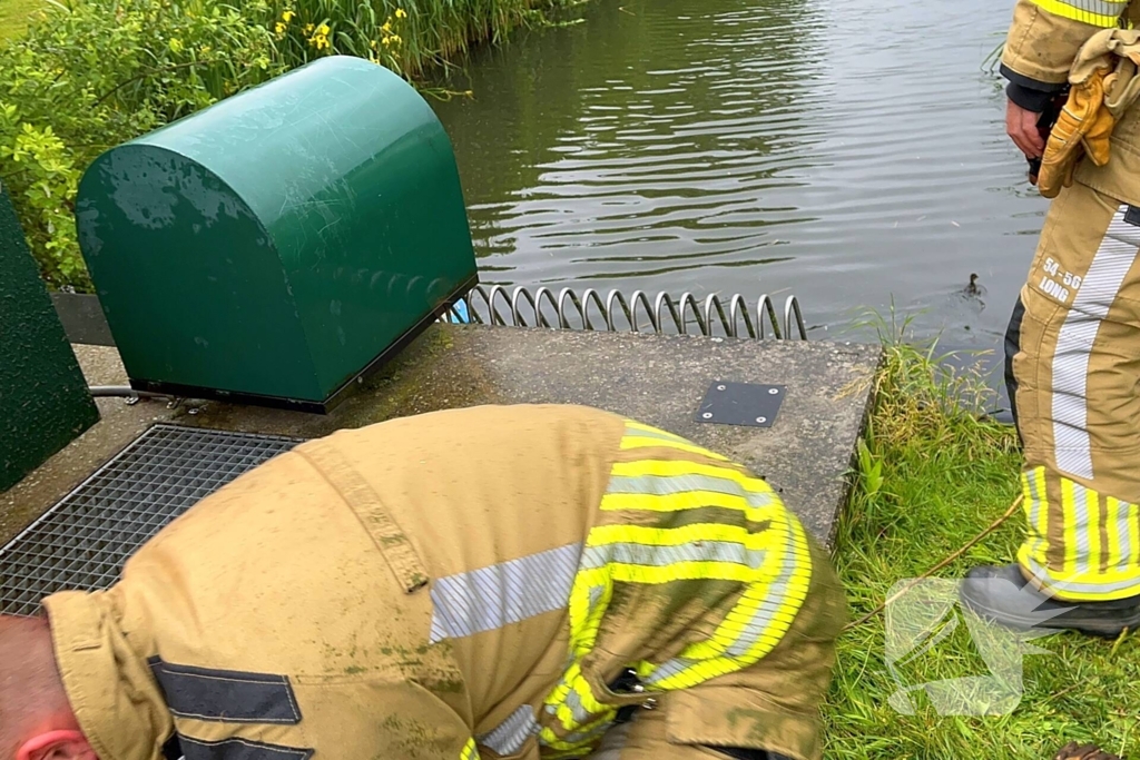 Brandweer redt vastzittende eendjes