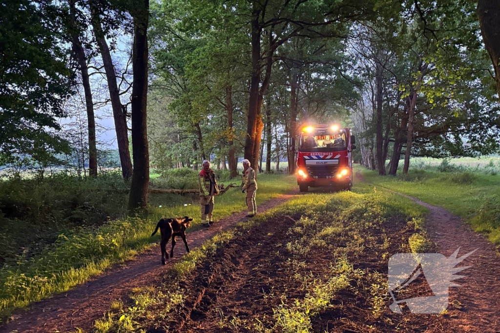 Wandelaars alert bij aantreffen kalf