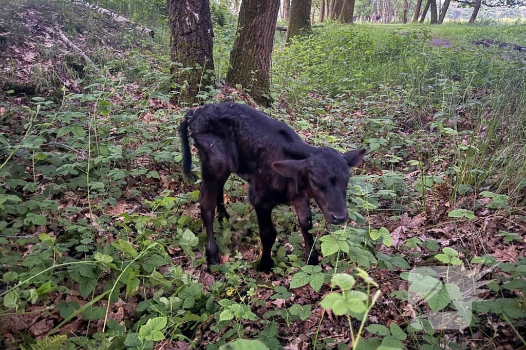 Wandelaars alert bij aantreffen kalf