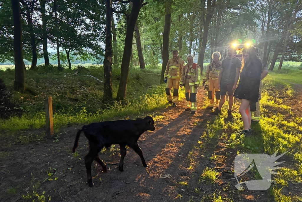 Wandelaars alert bij aantreffen kalf