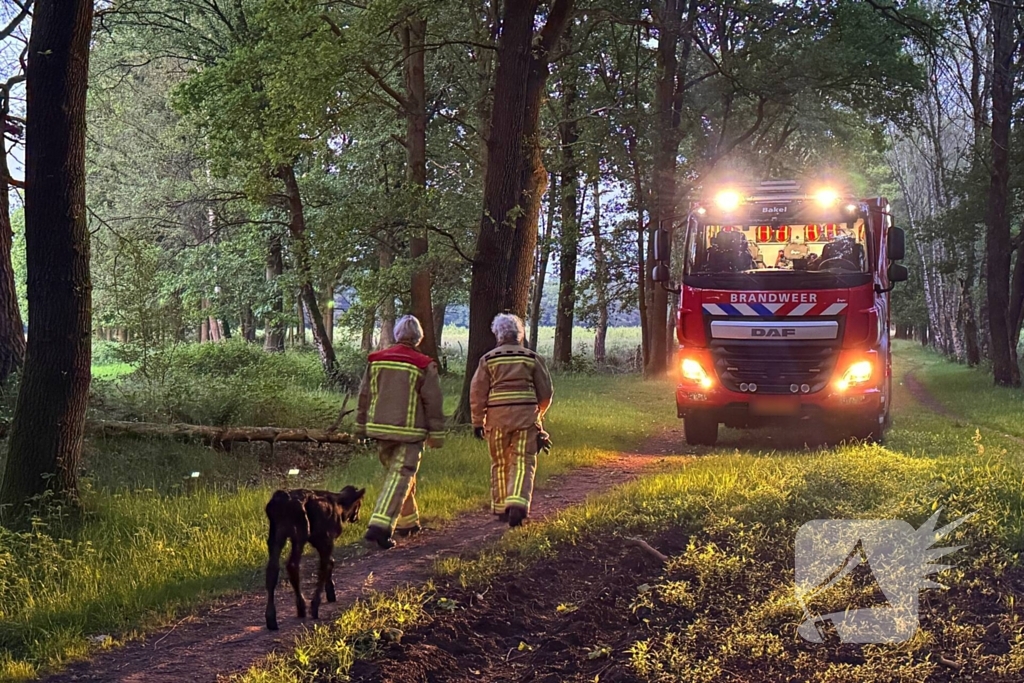 Wandelaars alert bij aantreffen kalf