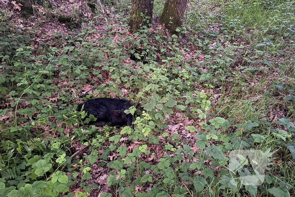 Wandelaars alert bij aantreffen kalf