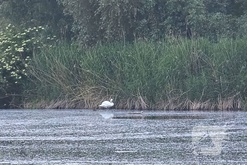 Brandweer ingezet voor mogelijke dier in problemen