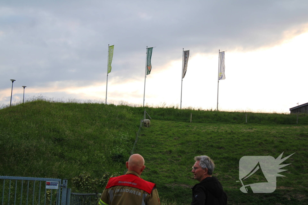 Brandweer ingezet voor schaap