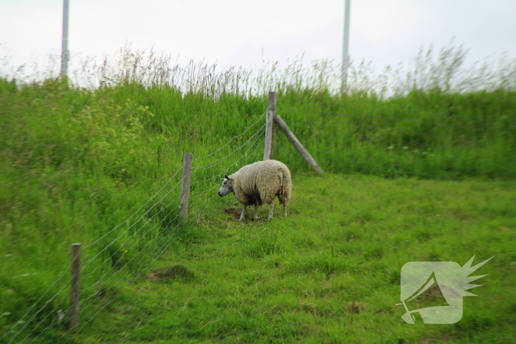 Brandweer ingezet voor schaap