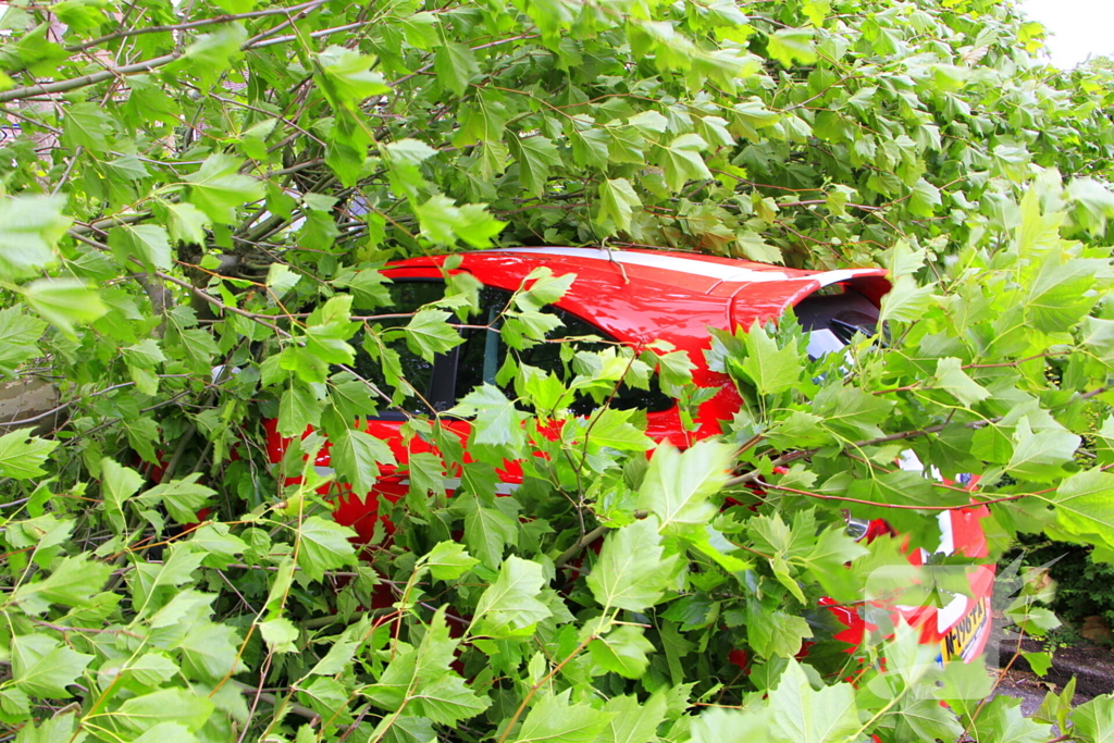 Auto beschadigd door omgevallen boom