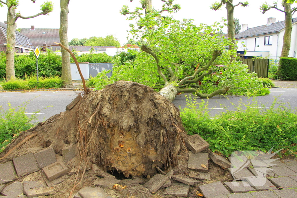 Auto beschadigd door omgevallen boom