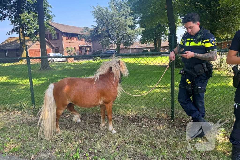 Shetland pony wordt slachtoffer van ongeval op drukke weg