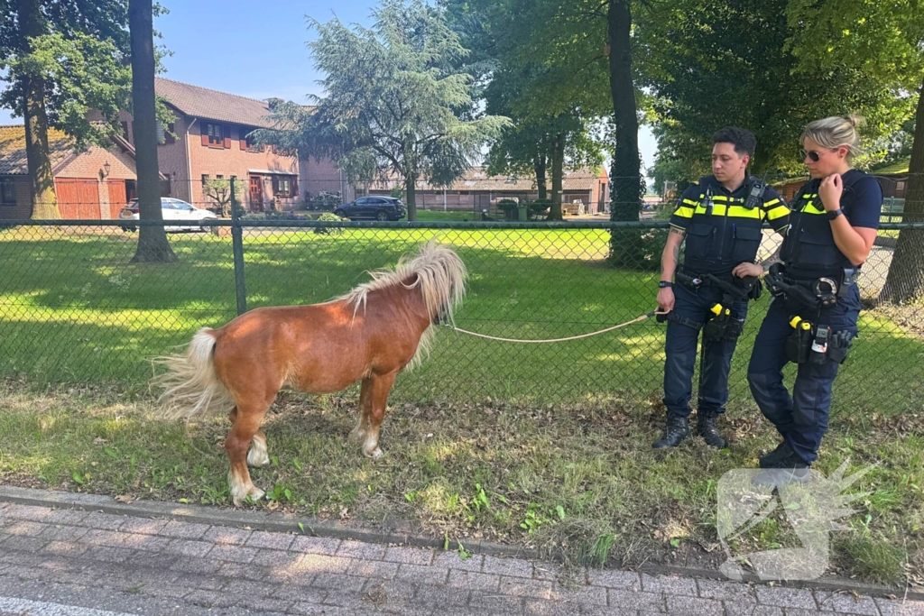 Shetland pony wordt slachtoffer van ongeval op drukke weg