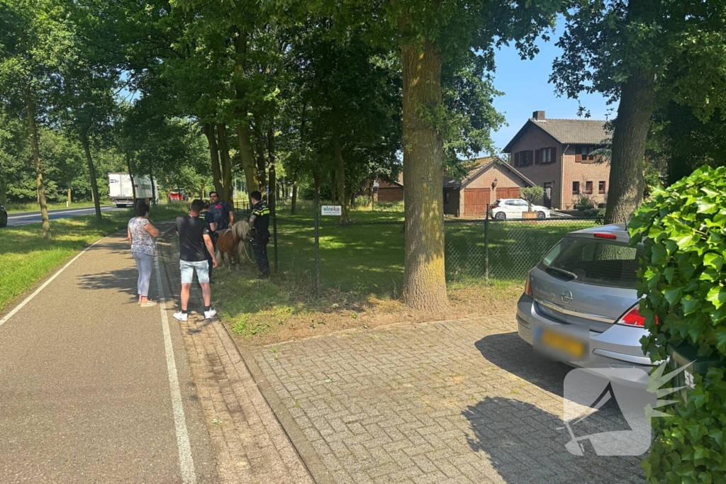 Shetland pony wordt slachtoffer van ongeval op drukke weg