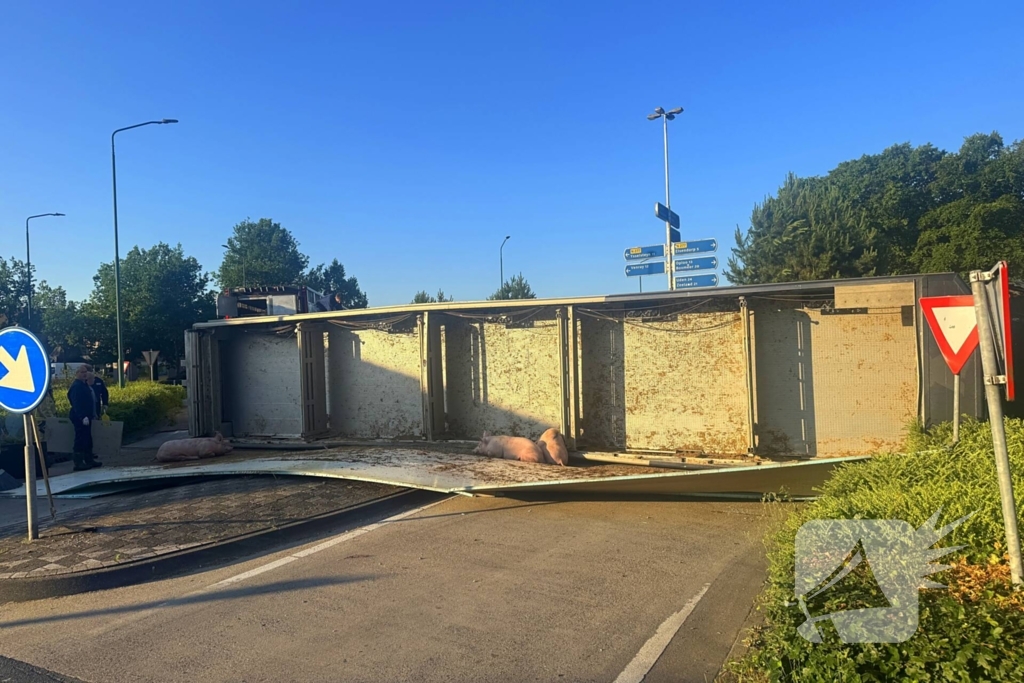 Vrachtwagen met varkens kantelt en blokkeert weg