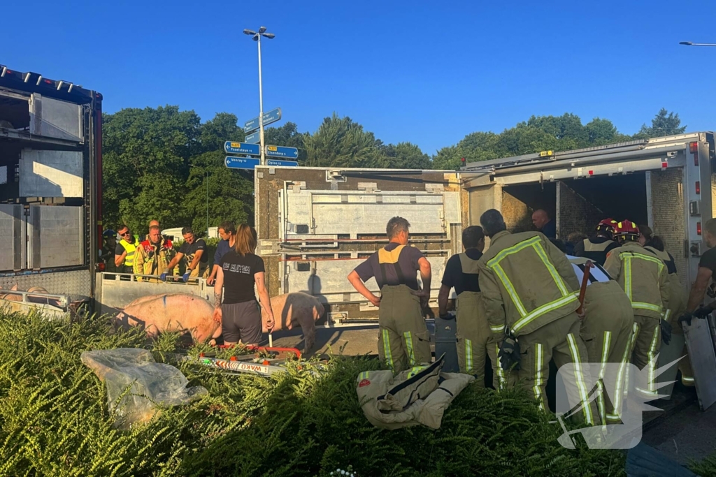 Vrachtwagen met varkens kantelt en blokkeert weg