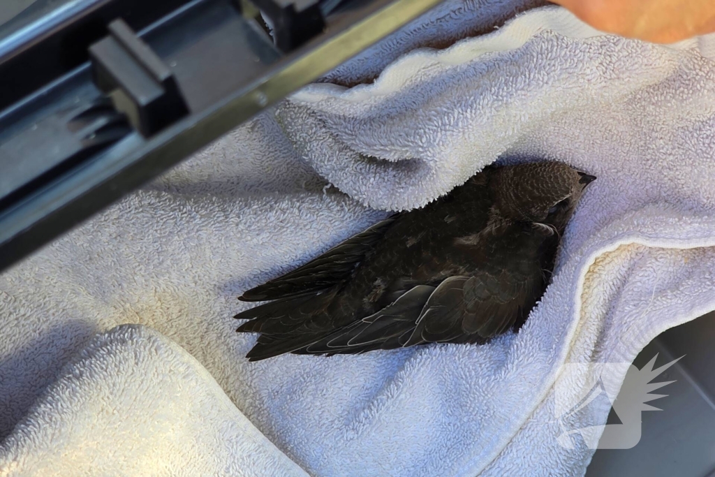 Zwaluw door brandweer bevrijdt uit nestkast