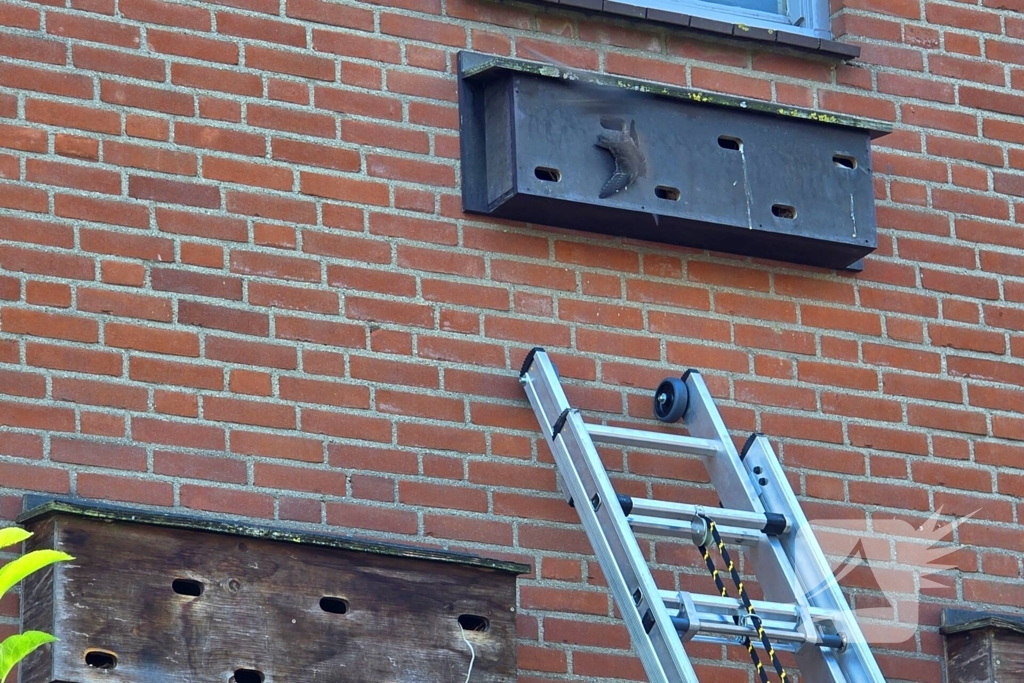 Zwaluw door brandweer bevrijdt uit nestkast