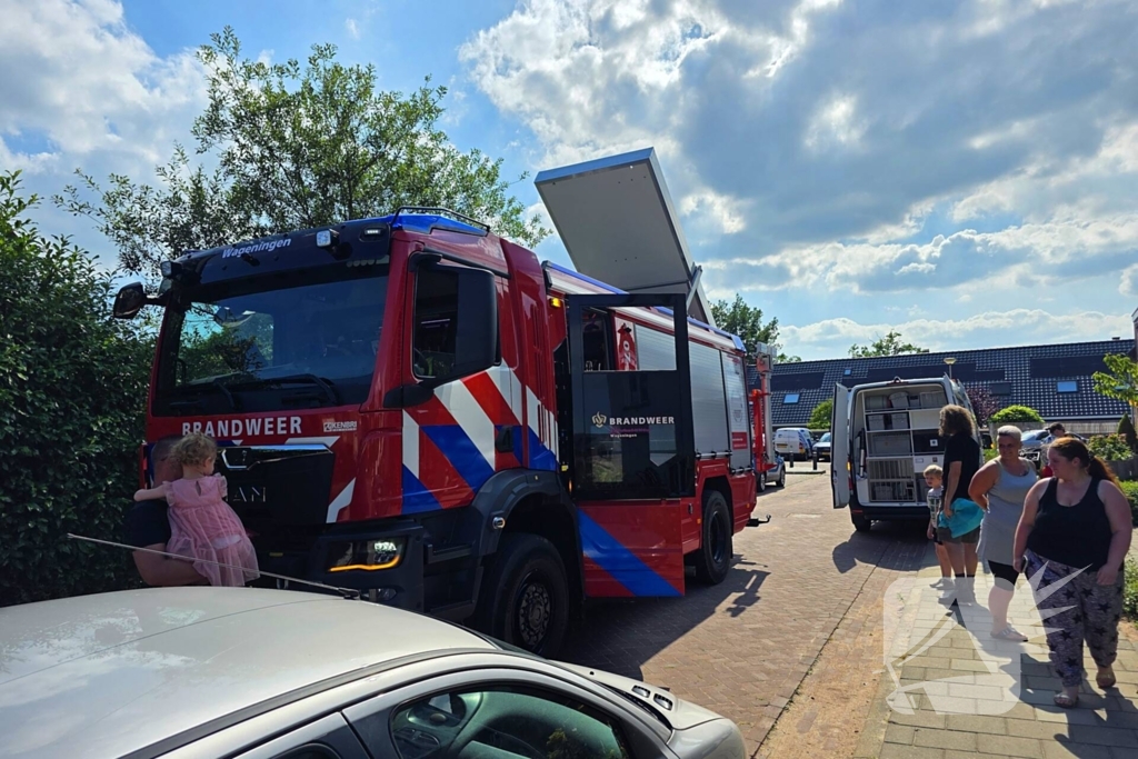 Zwaluw door brandweer bevrijdt uit nestkast