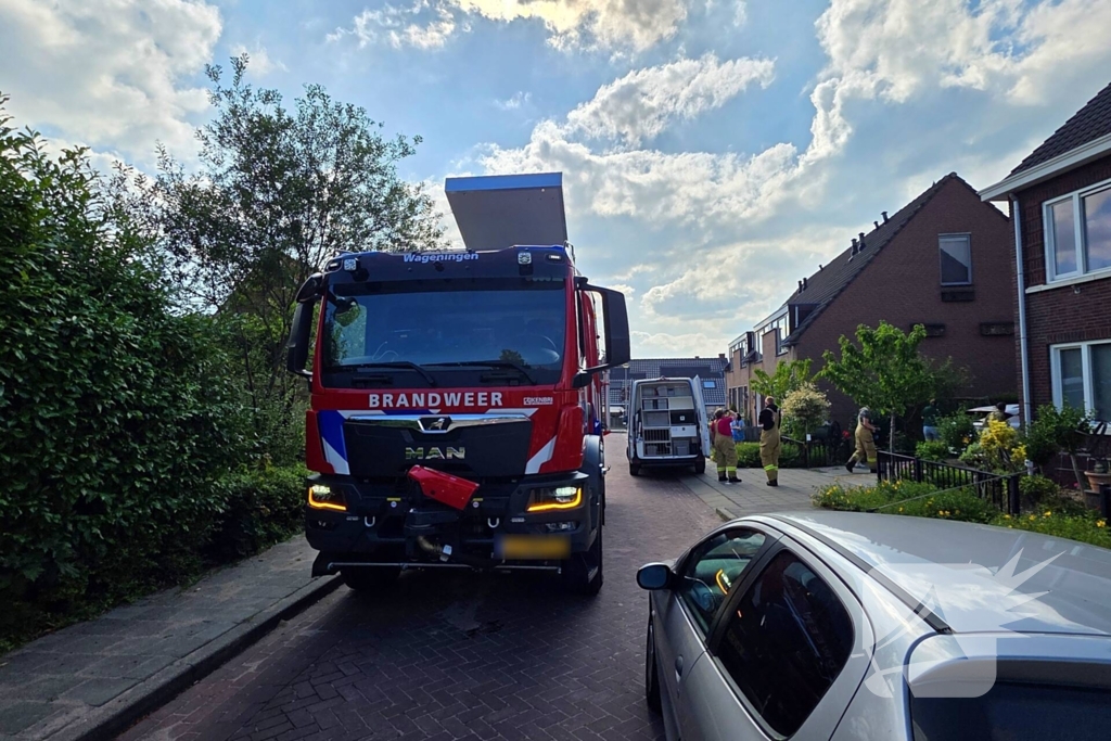 Zwaluw door brandweer bevrijdt uit nestkast