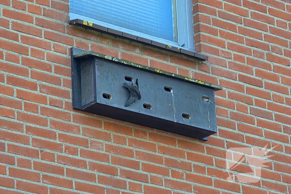 Zwaluw door brandweer bevrijdt uit nestkast