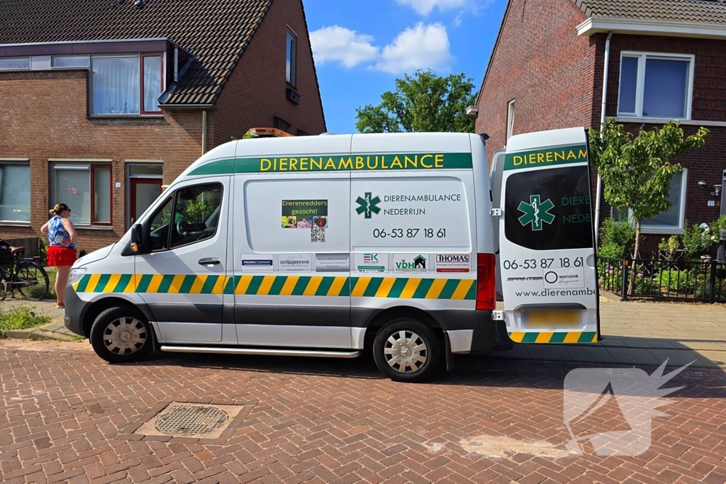 Zwaluw door brandweer bevrijdt uit nestkast